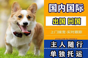 西宁宠物托运公司西宁宠物托运公司西宁宠物托运公司
