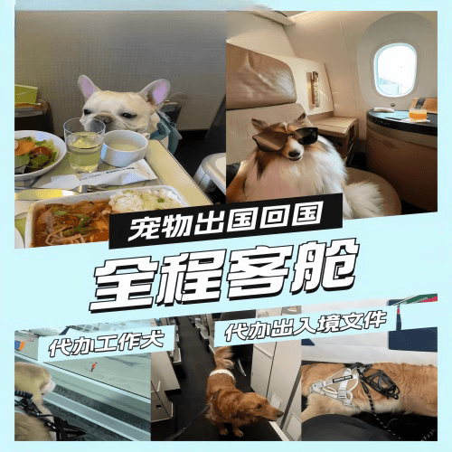 西宁宠物托运到白俄罗斯宠物入境规定和要求