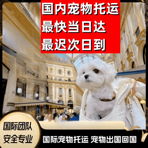西宁到澳大利亚（澳洲）宠物入境规定和要求